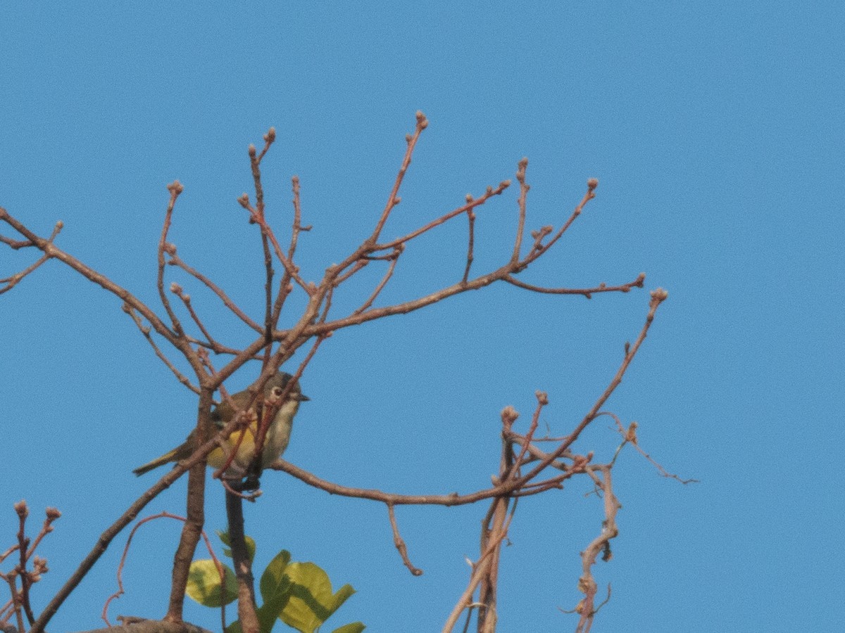 Blue-headed Vireo - ML574851191