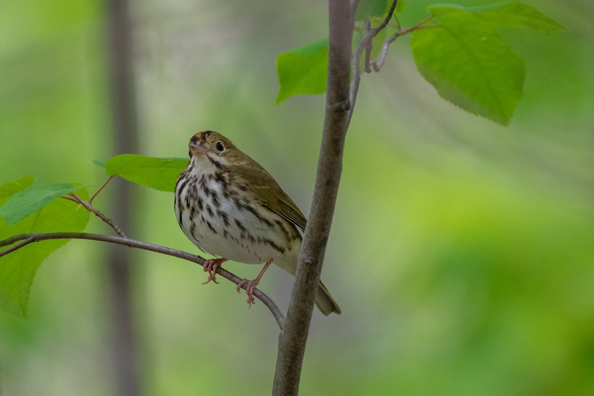 Ovenbird - ML574851711