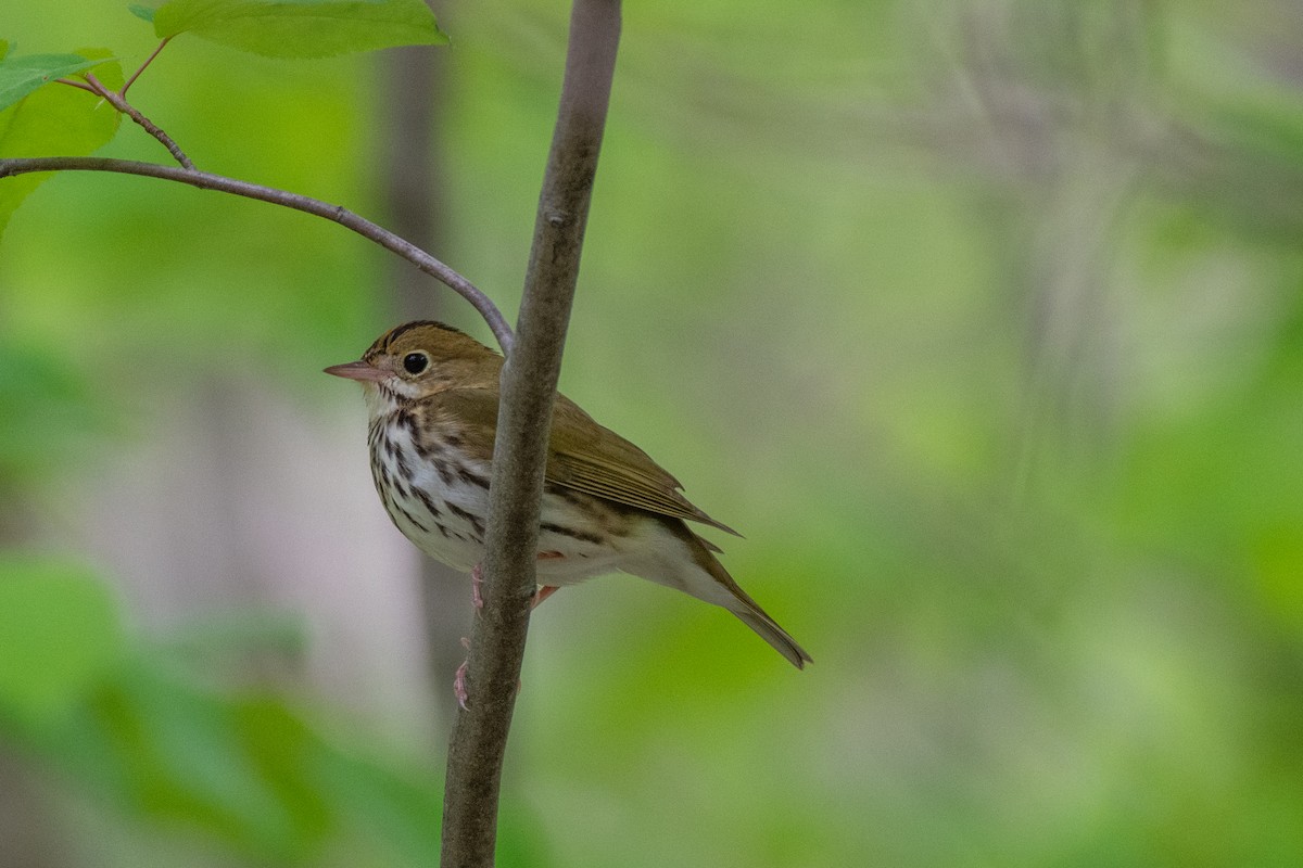 Ovenbird - Kathryn Wilson