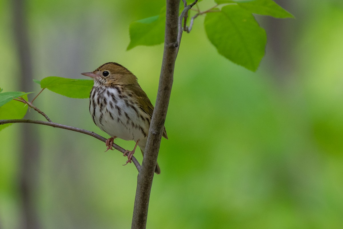 Ovenbird - Kathryn Wilson