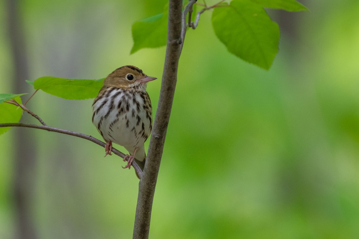 Ovenbird - ML574851771