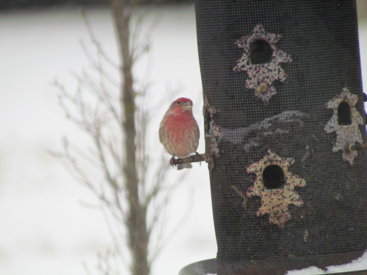 House Finch - ML574852491