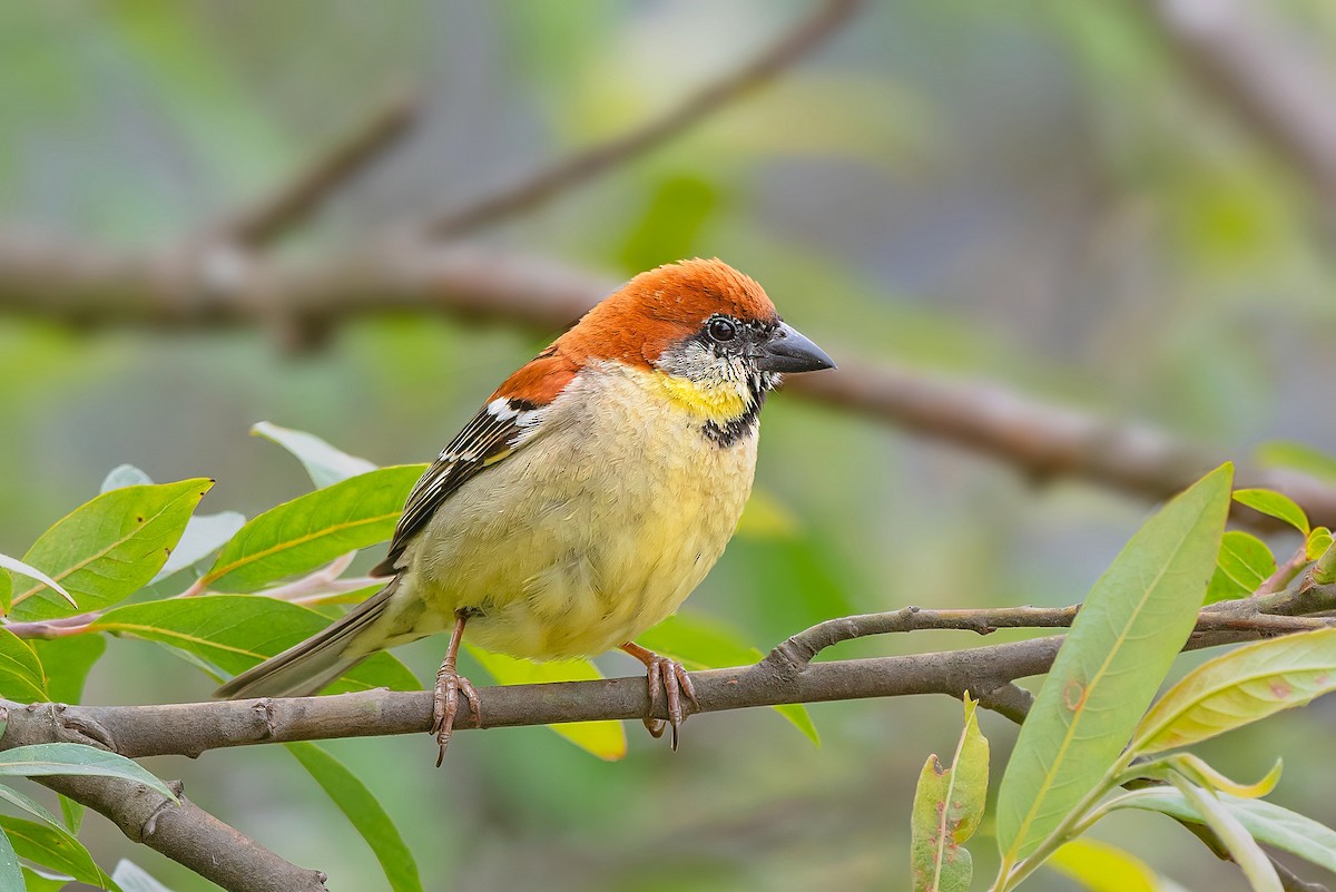 Russet Sparrow - ML574852521