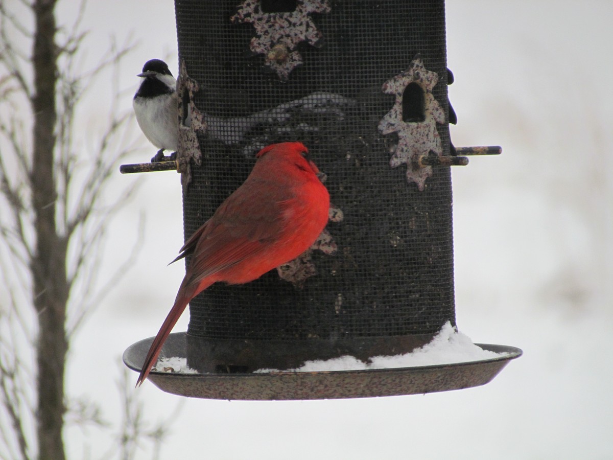 Cardinal rouge - ML574853391