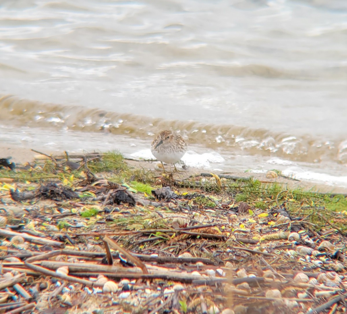 Least Sandpiper - ML574853621