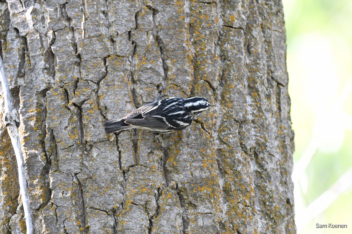 Black-and-white Warbler - ML574853721
