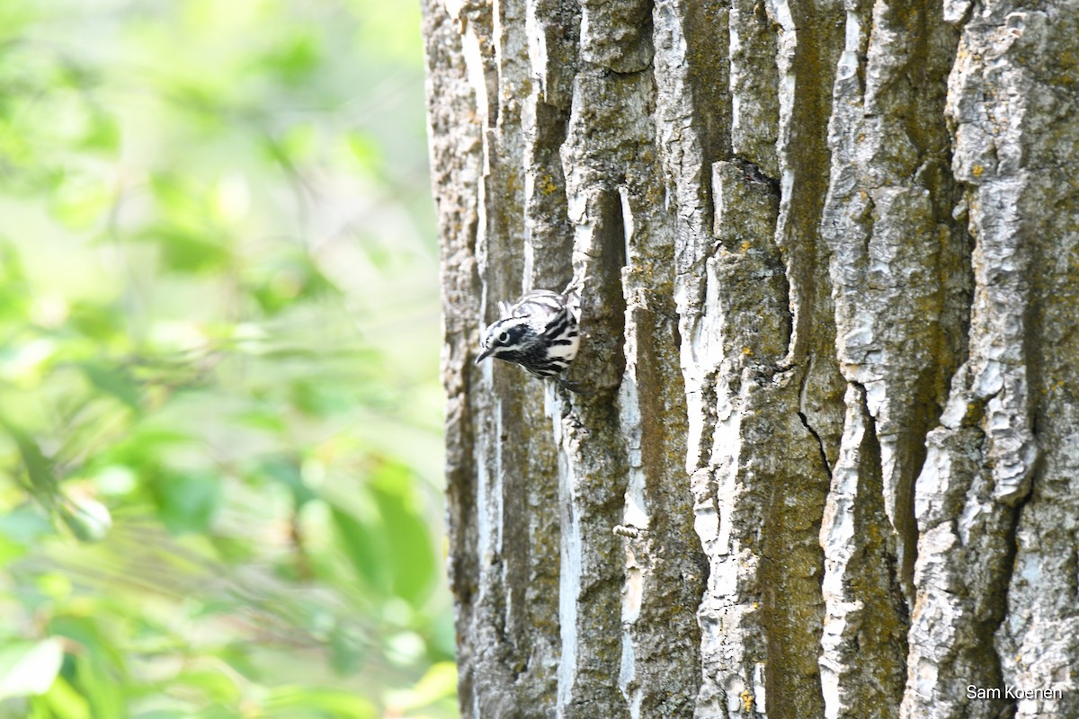 Black-and-white Warbler - ML574853731