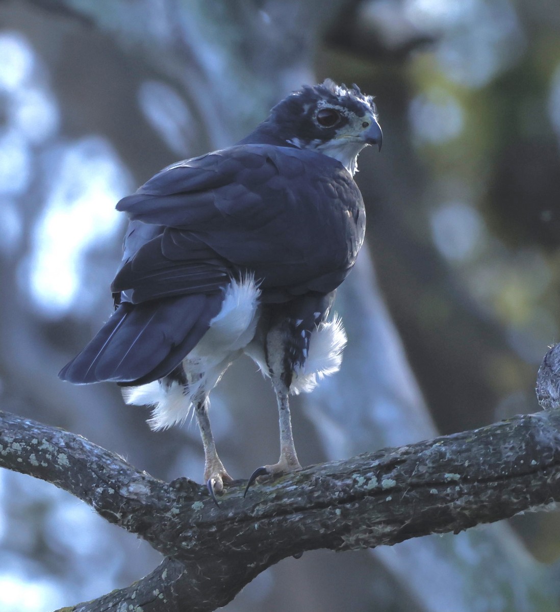 Black Goshawk - Luke Goddard