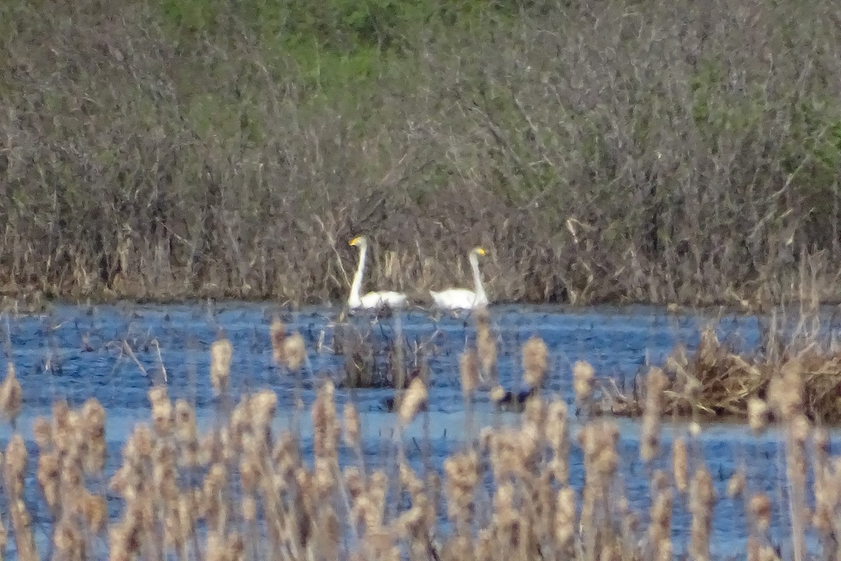 Whooper Swan - ML574853941