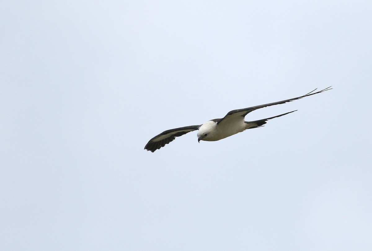 Swallow-tailed Kite - ML574855321