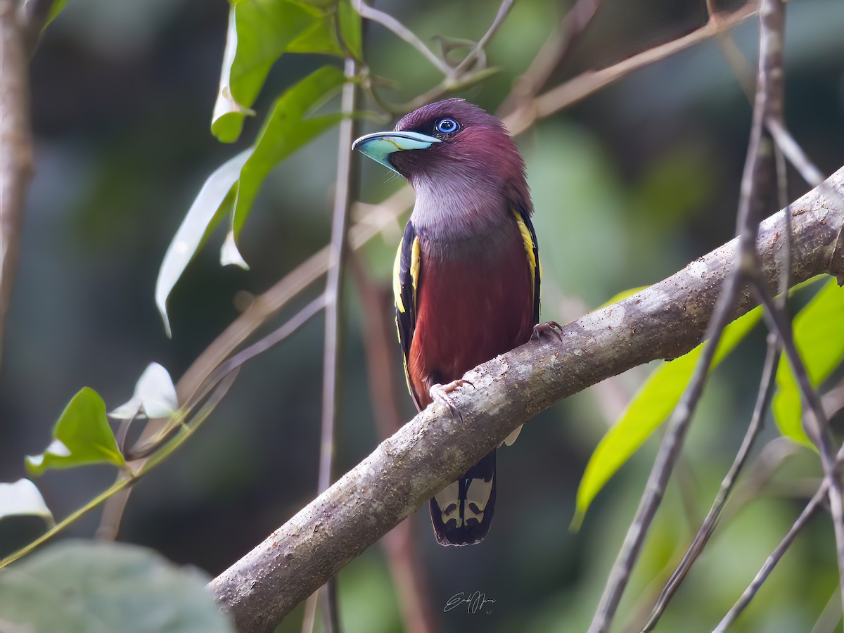Banded Broadbill - ML574855431