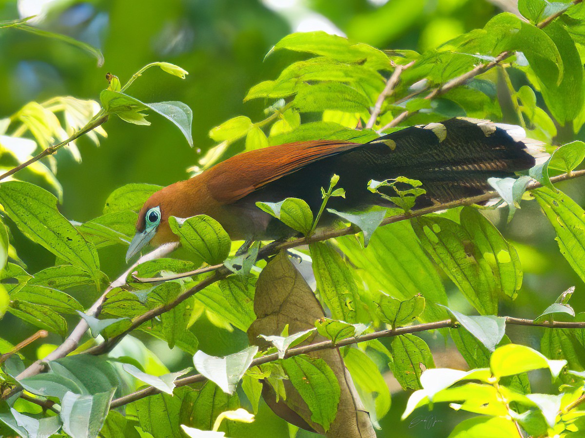 Raffles's Malkoha - ML574857111