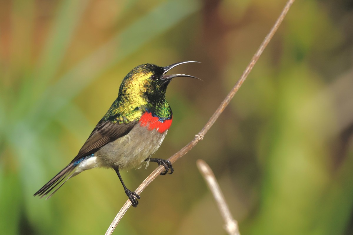 Southern Double-collared Sunbird - ML574857701