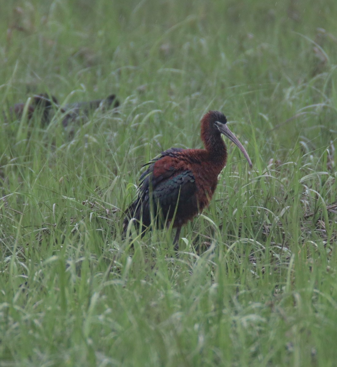 Glossy Ibis - Kim  Garrison