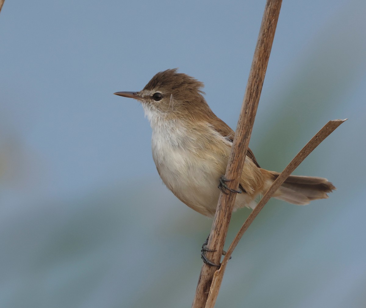 Lesser Swamp Warbler - Luke Goddard