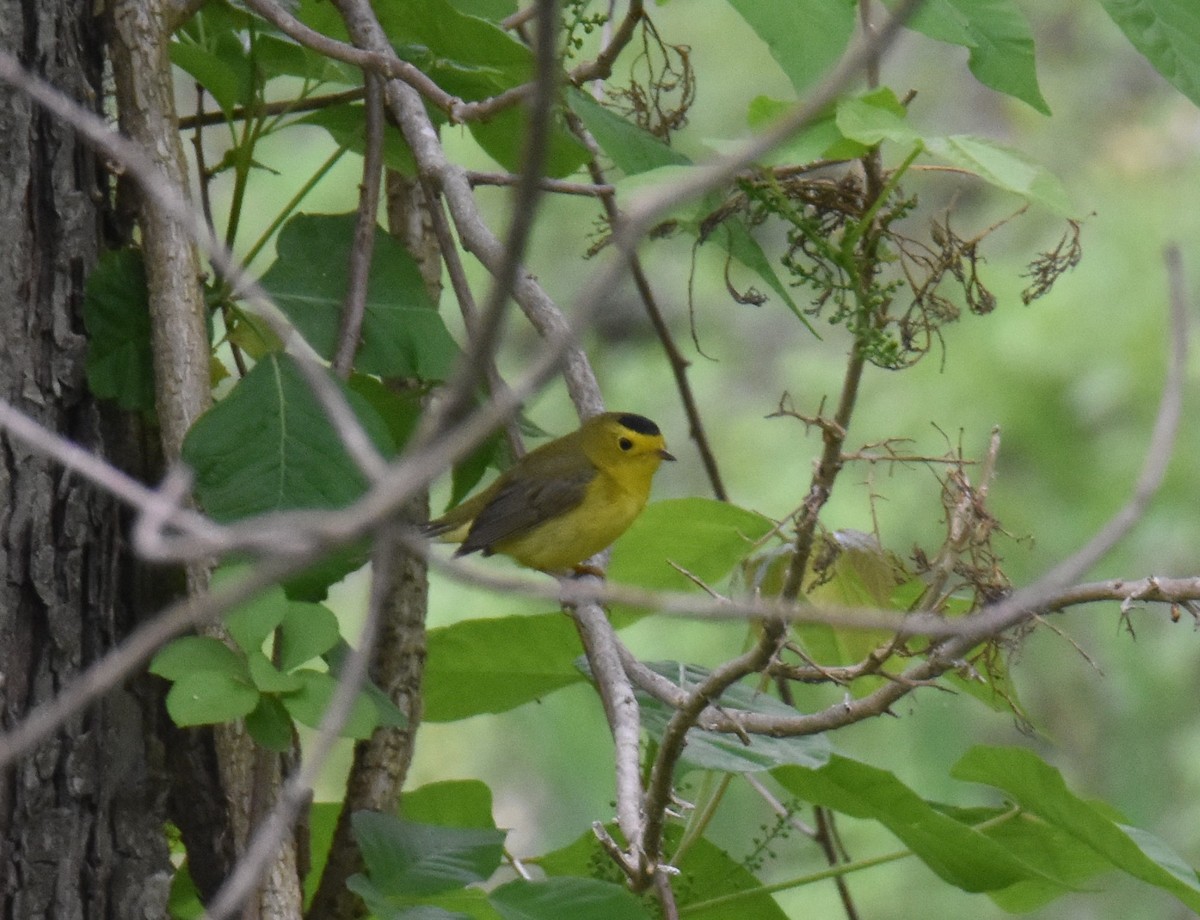 Wilson's Warbler - ML574861101