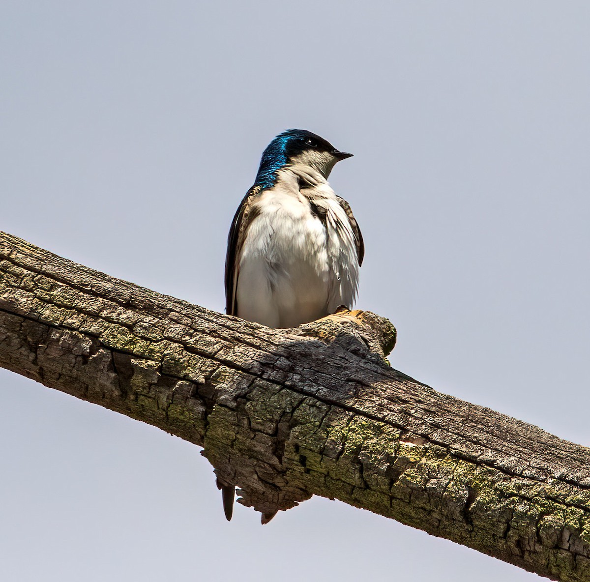 Tree Swallow - ML574861261