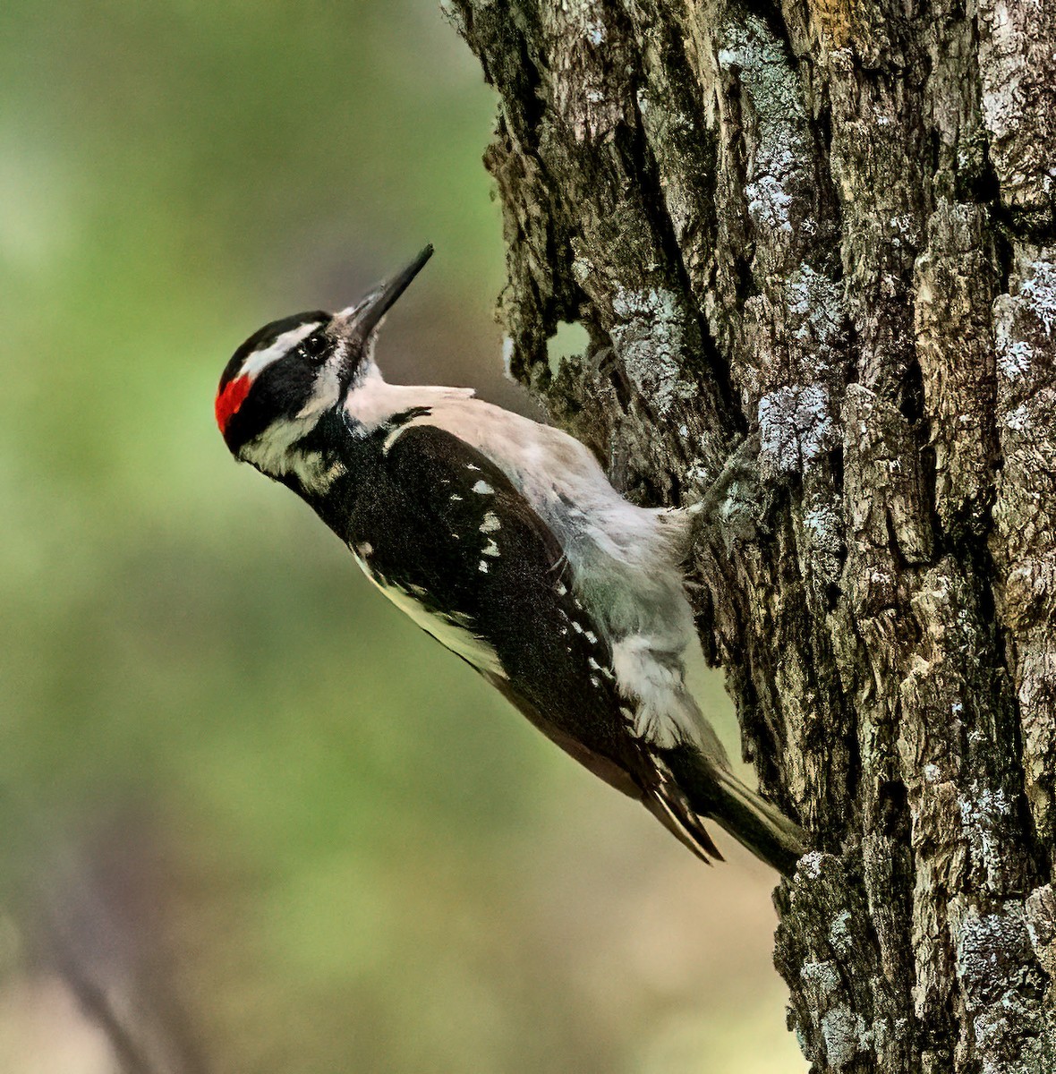 Hairy Woodpecker (Rocky Mts.) - ML574861821