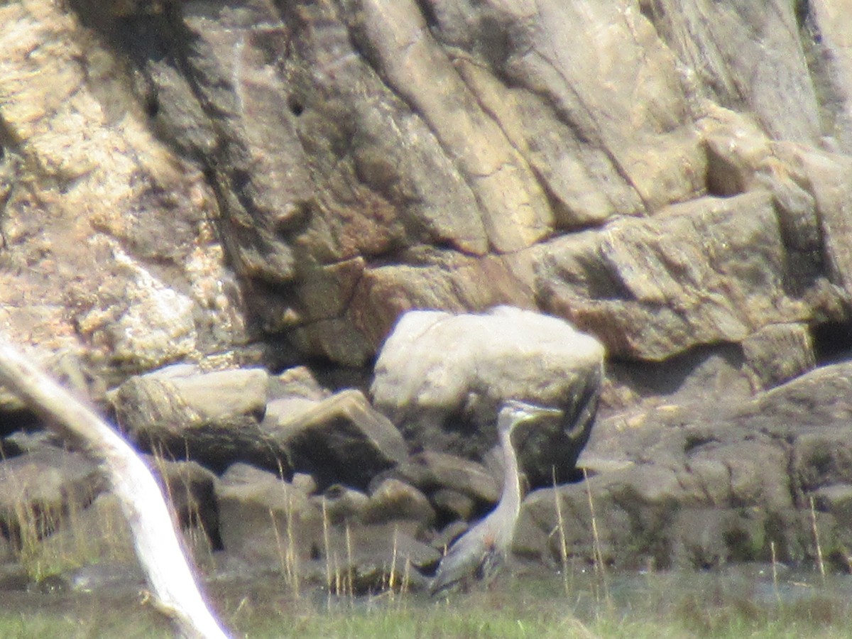 Great Blue Heron - ML574862201