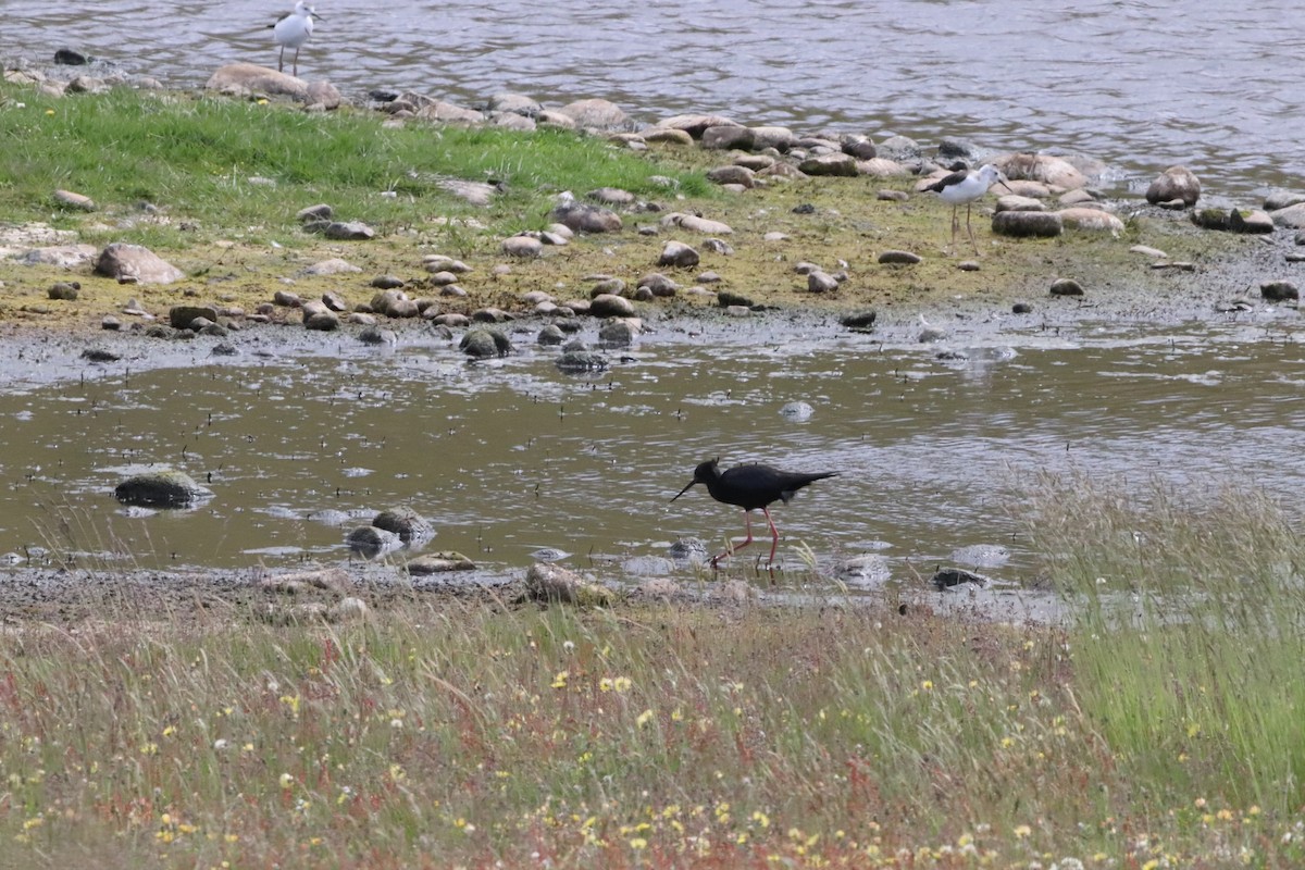 Black Stilt - ML574863061