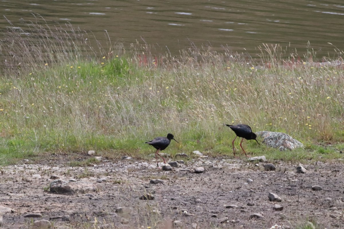 Black Stilt - ML574863081