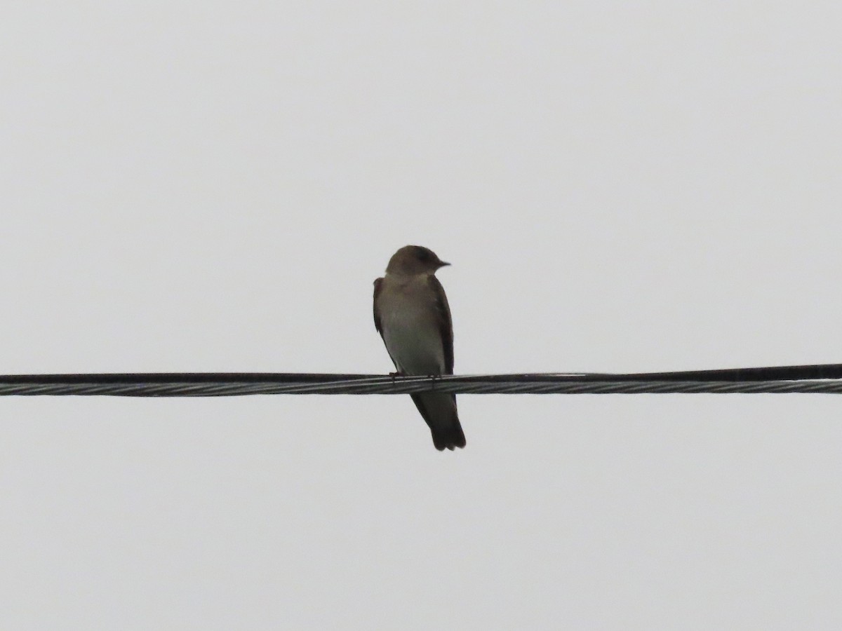 Northern Rough-winged Swallow - David and Regan Goodyear