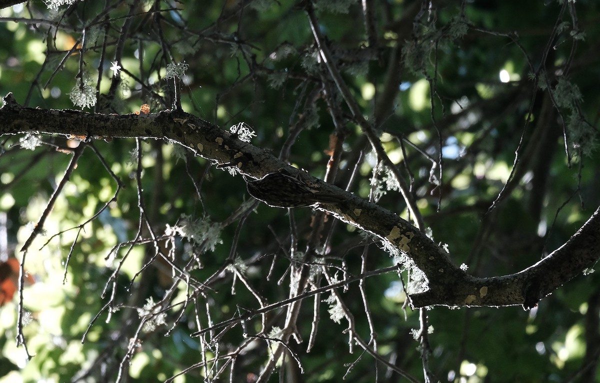 Brown Creeper - ML574864731