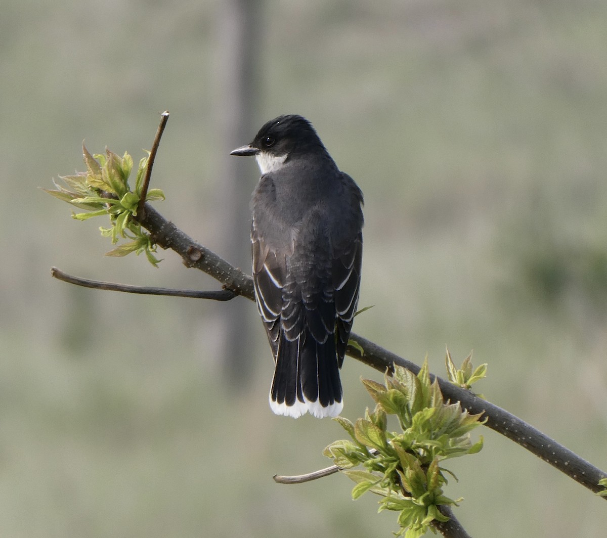 Eastern Kingbird - ML574865941