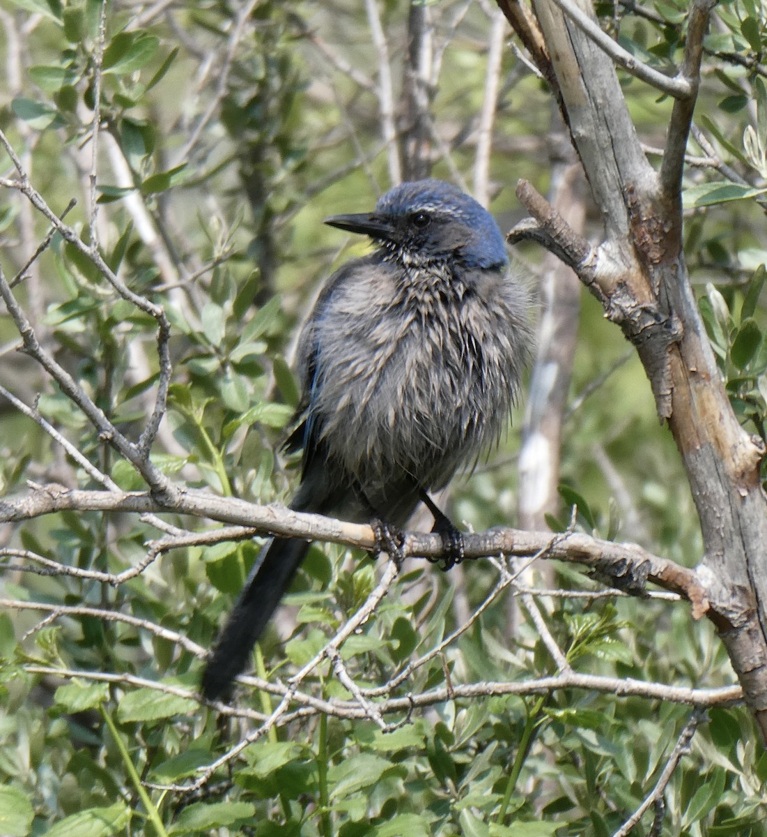 Woodhouse's Scrub-Jay - ML574866071