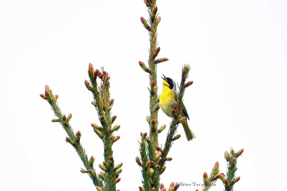 Common Yellowthroat - Norma Van Alstine