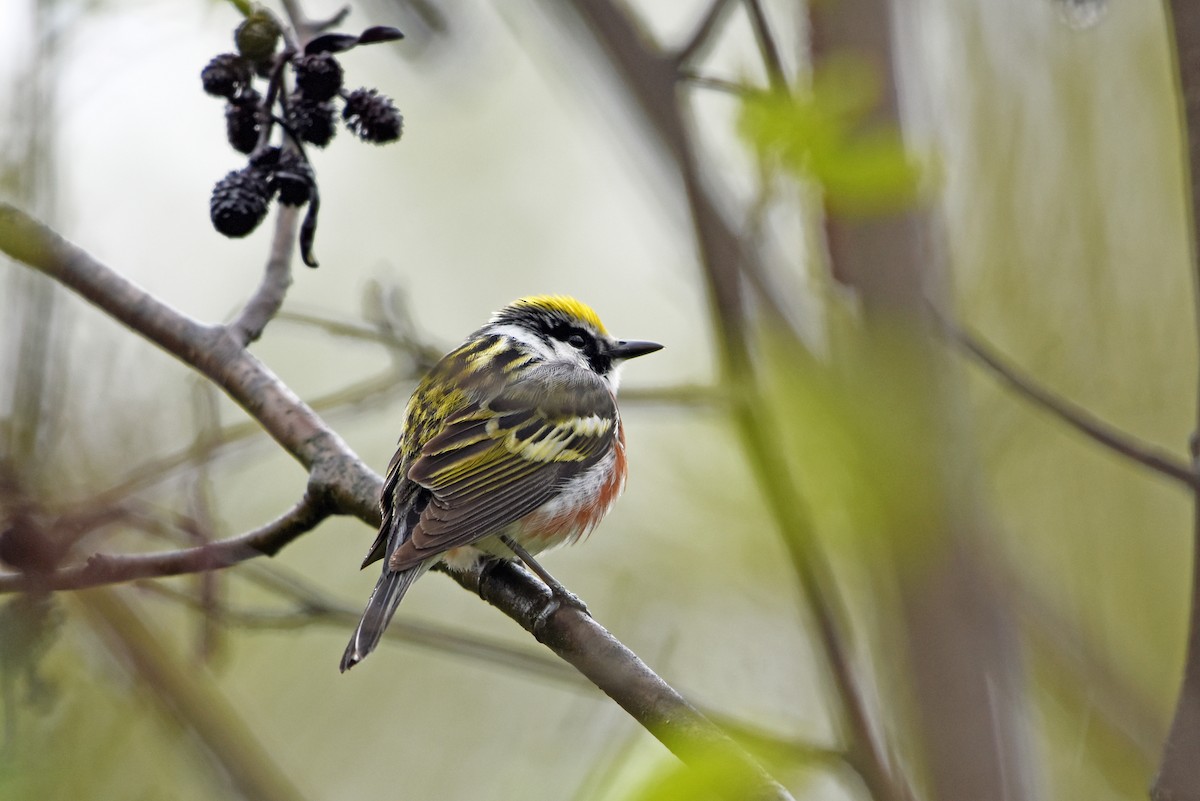 Chestnut-sided Warbler - Norma Van Alstine