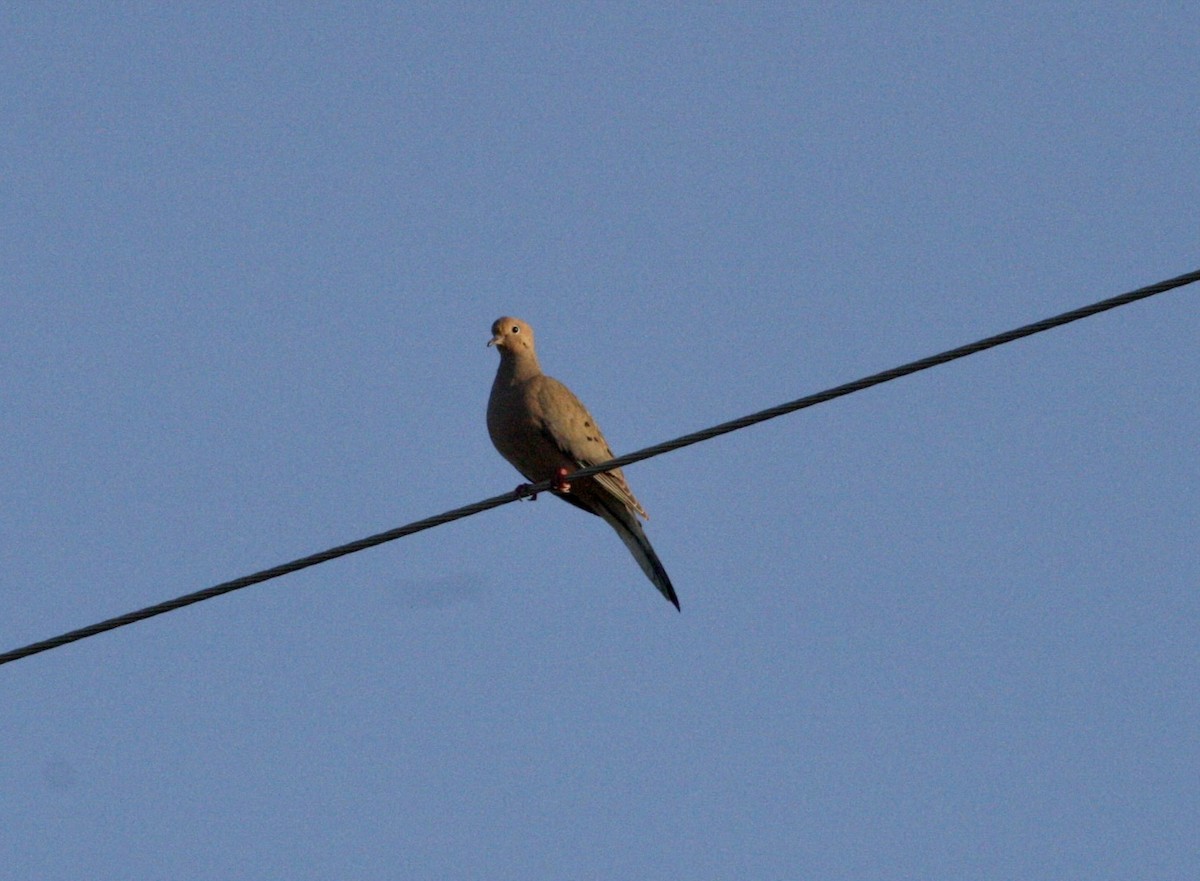 Mourning Dove - ML574867171