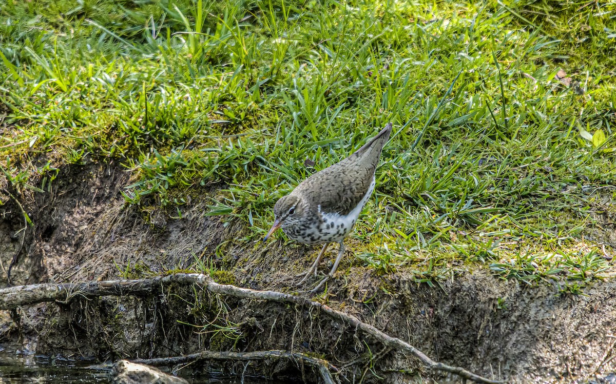 Spotted Sandpiper - ML574867431