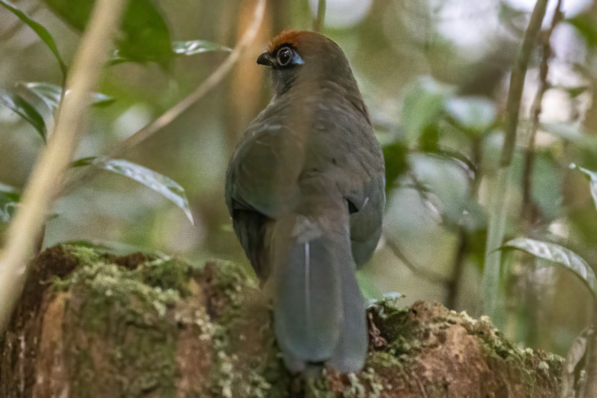 Red-fronted Coua - ML574867591