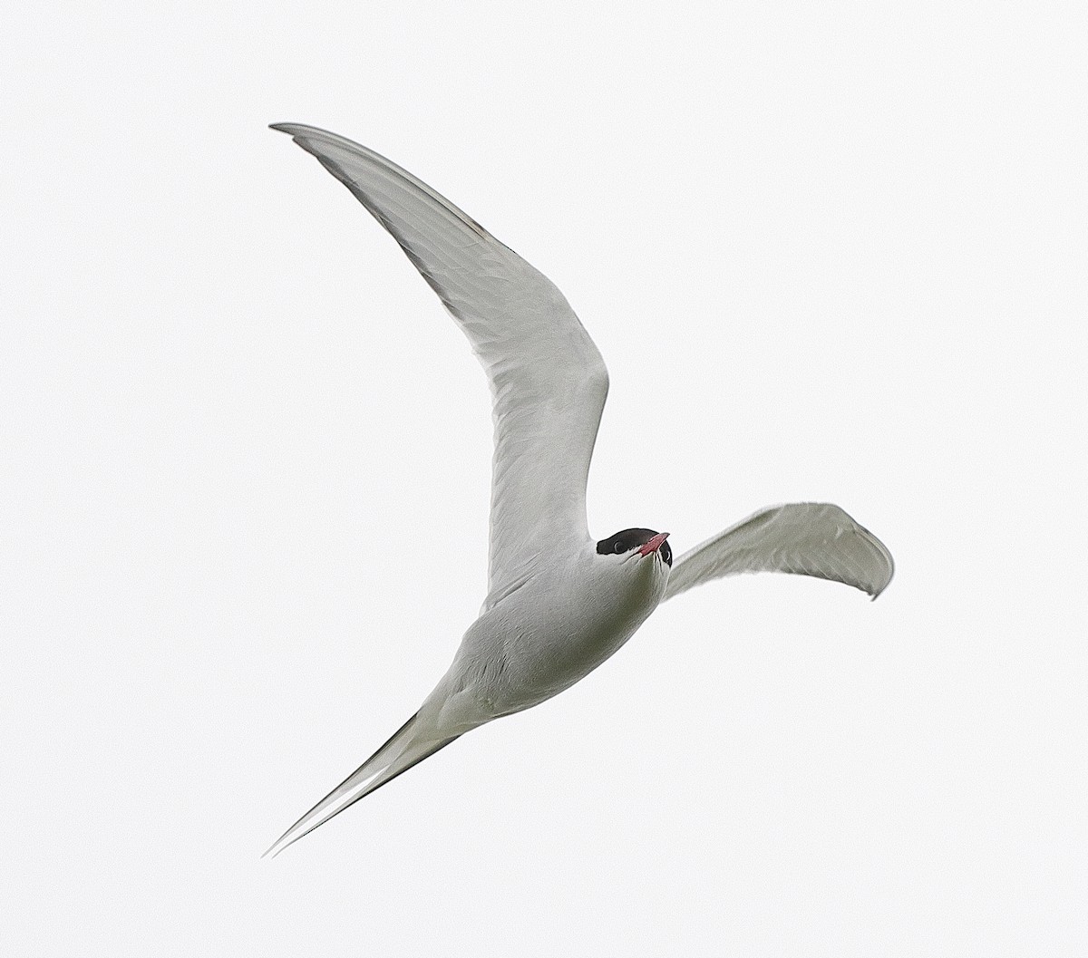 Arctic Tern - Brian Cox