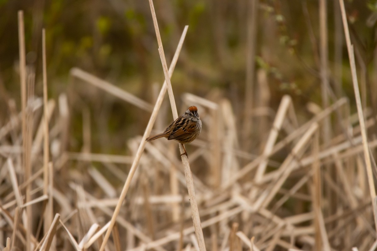 Swamp Sparrow - ML574870731