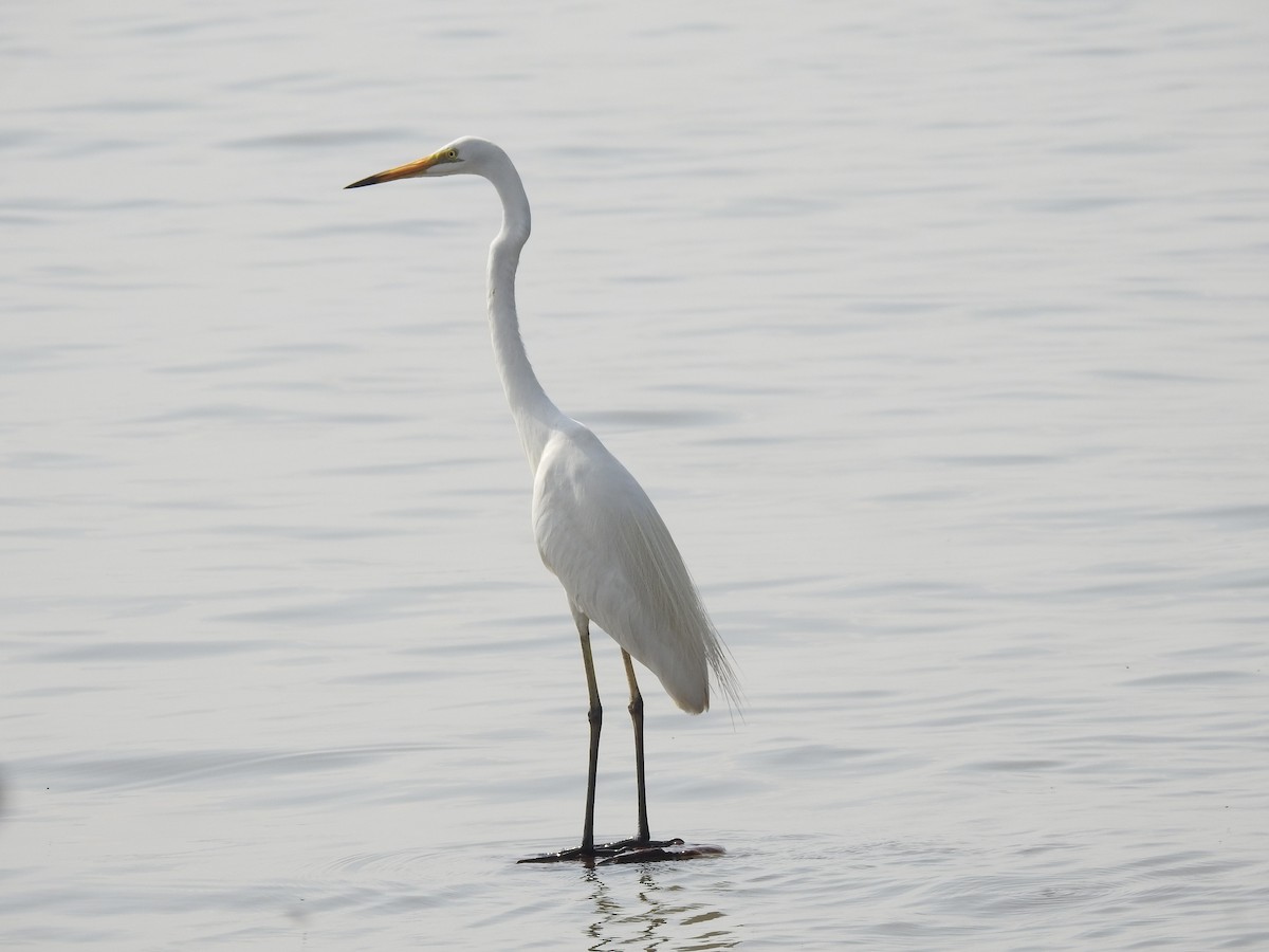 Great Egret - ML574871851