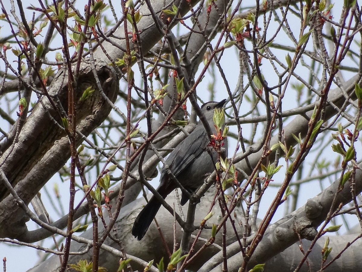 Gray Catbird - ML574872451