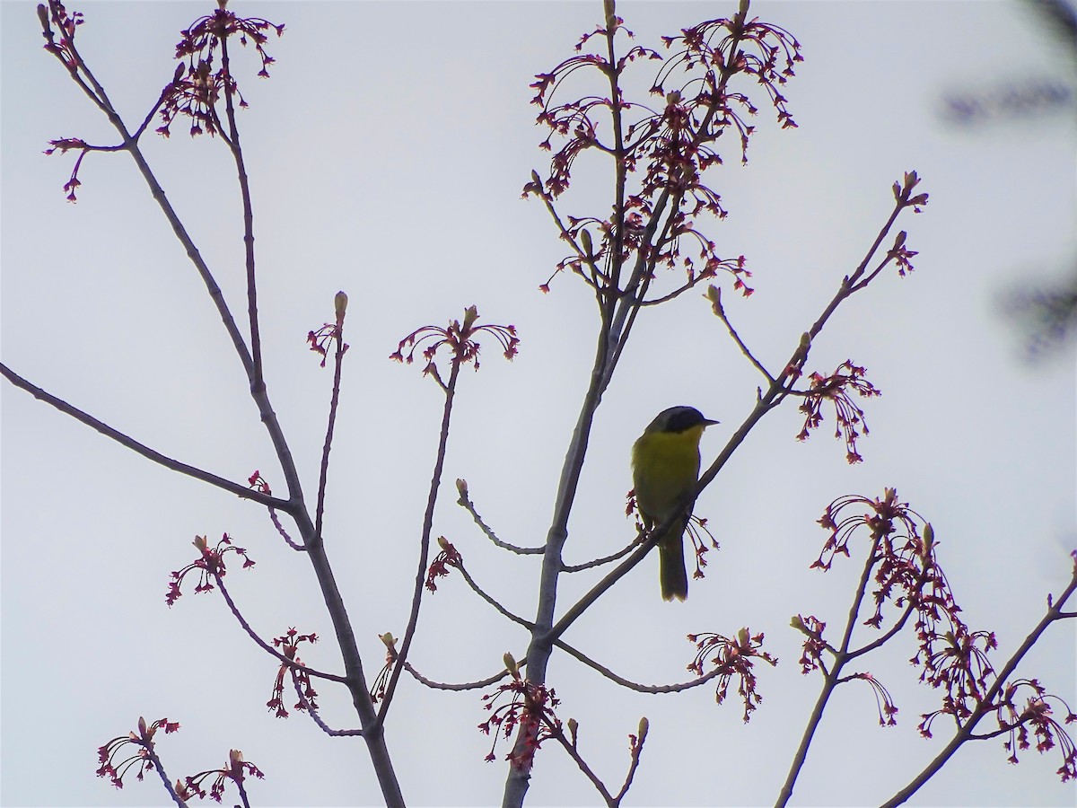 Common Yellowthroat - ML574872591