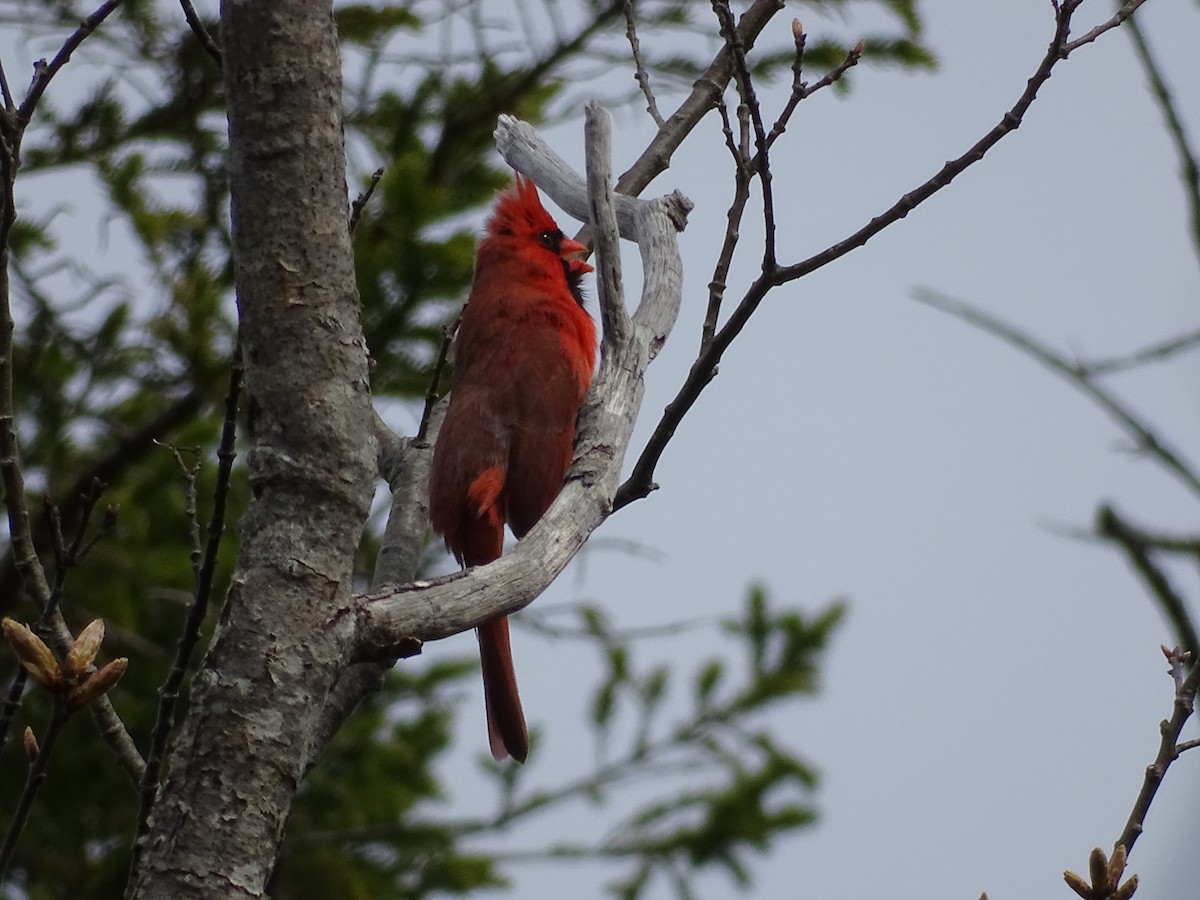 Northern Cardinal - ML574872701
