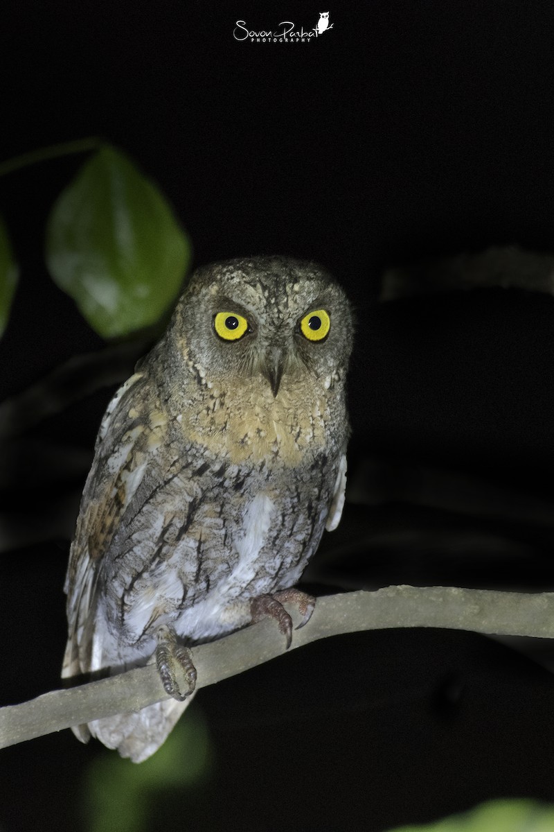 Oriental Scops-Owl - SOVON PARBAT