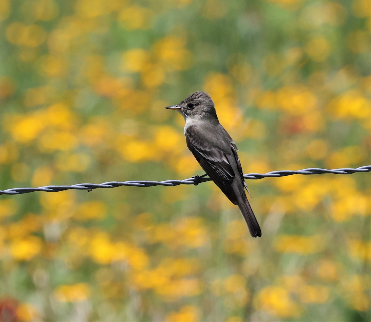 Eastern Wood-Pewee - ML574877051