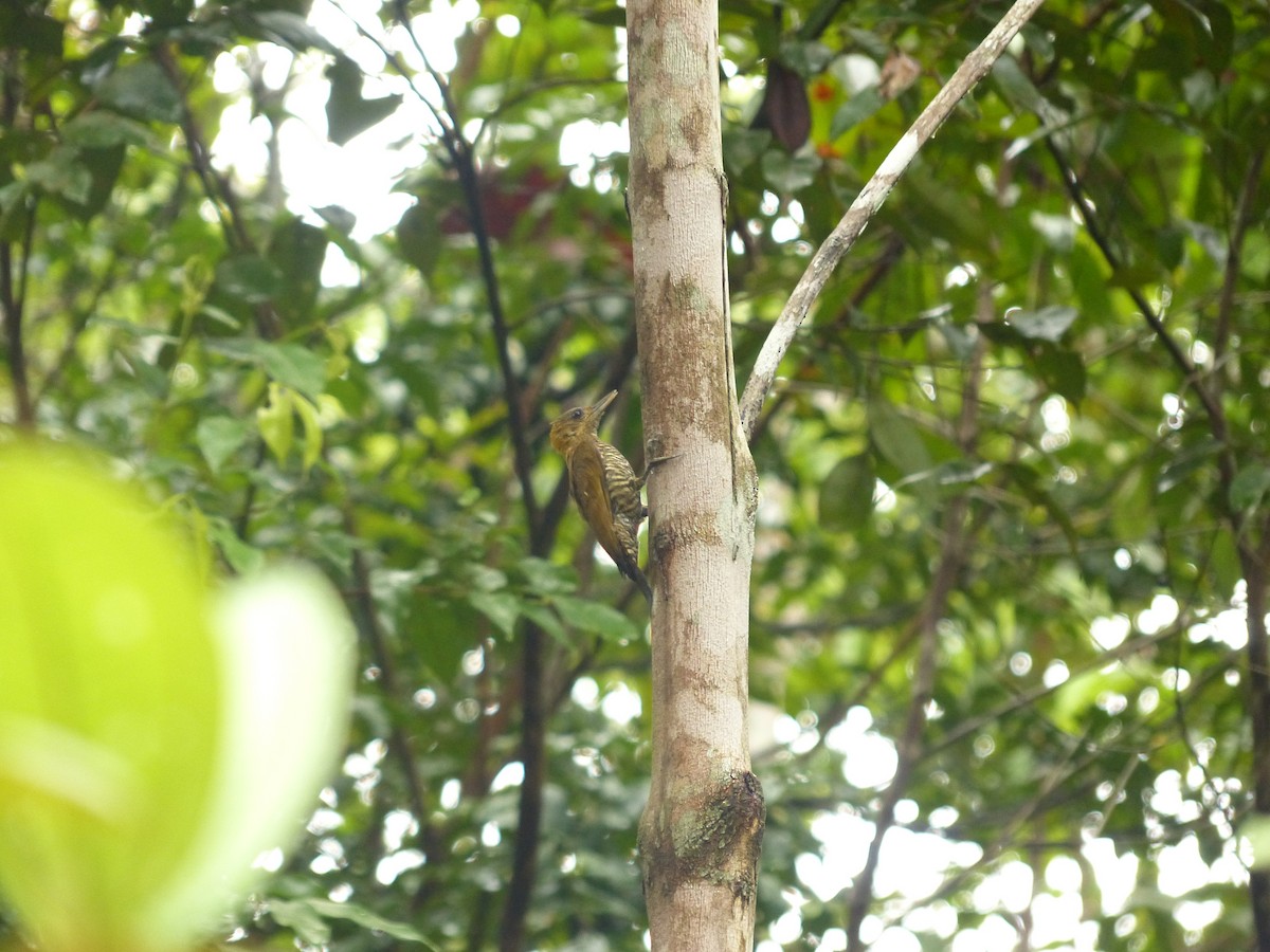 Red-stained Woodpecker - ML574877341
