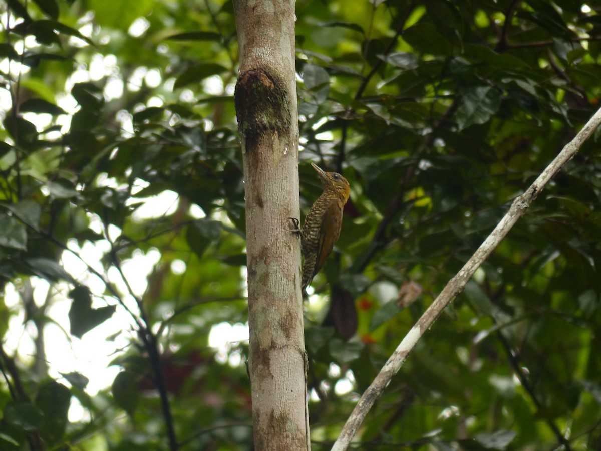 Red-stained Woodpecker - ML574877371