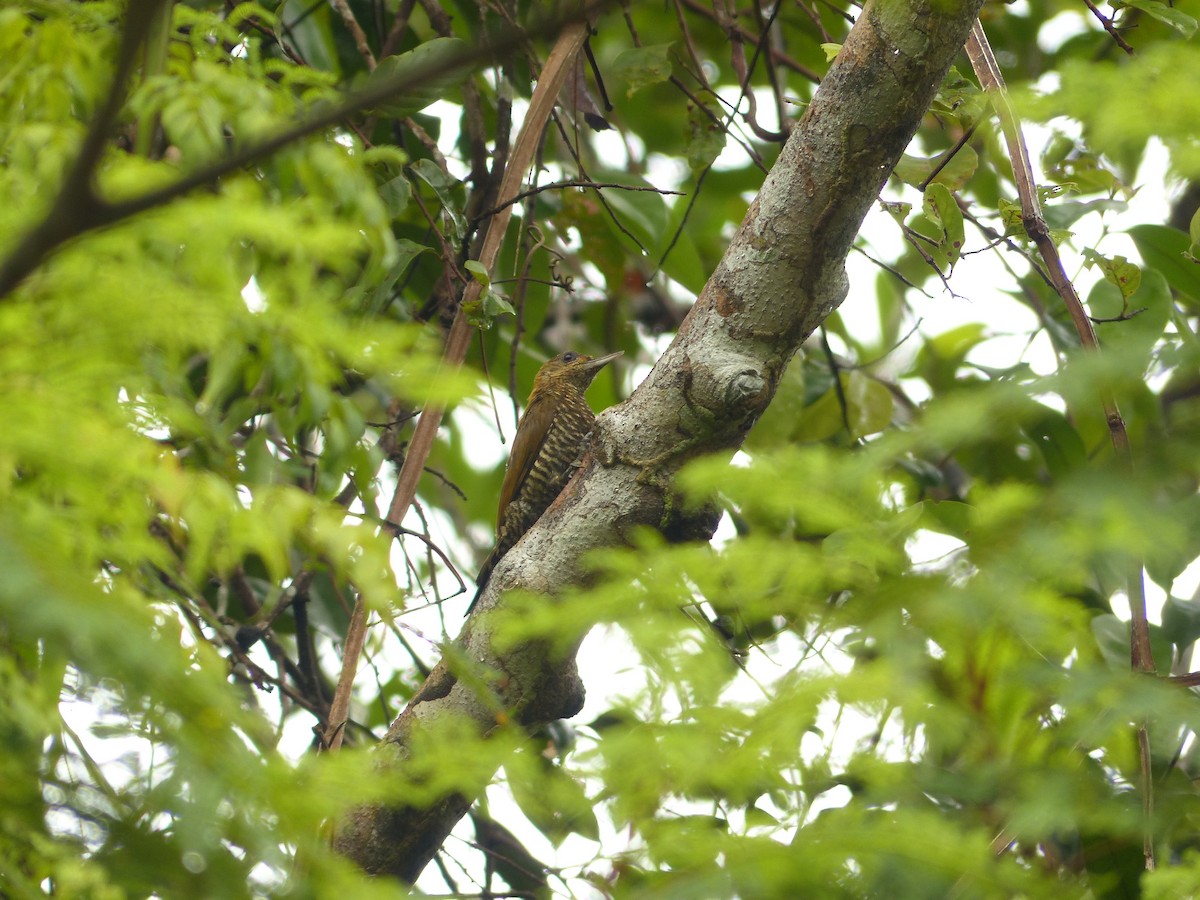 Red-stained Woodpecker - ML574877381