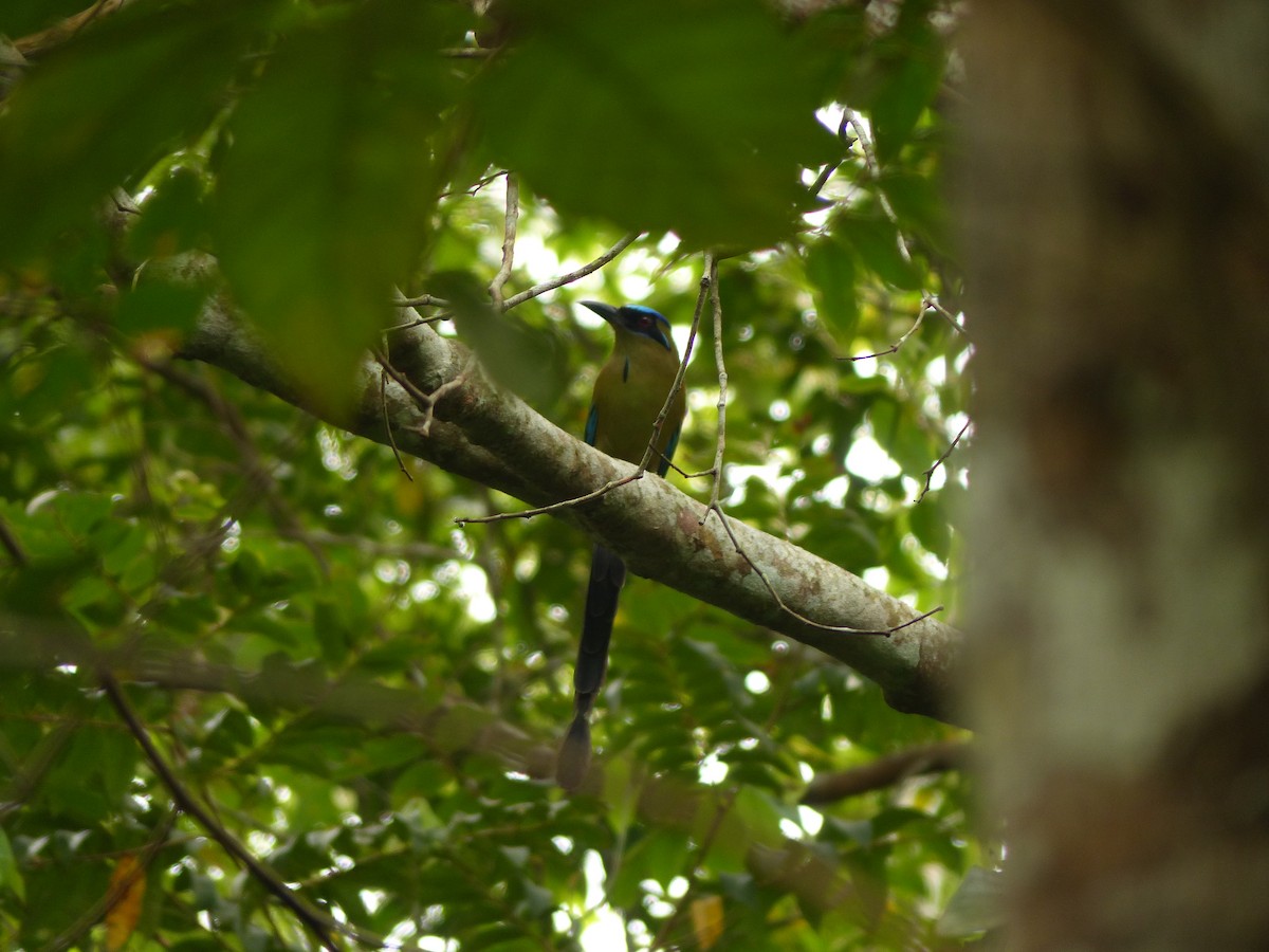 Amazonian Motmot - ML574877991