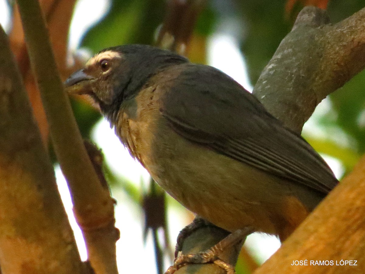 Cinnamon-bellied Saltator - ML574878091