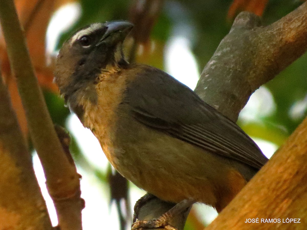 Cinnamon-bellied Saltator - ML574878101