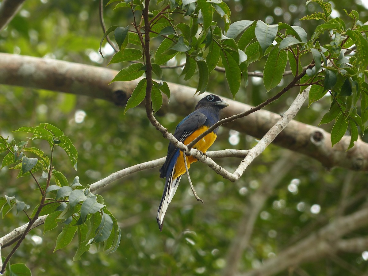 Green-backed Trogon - ML574878111