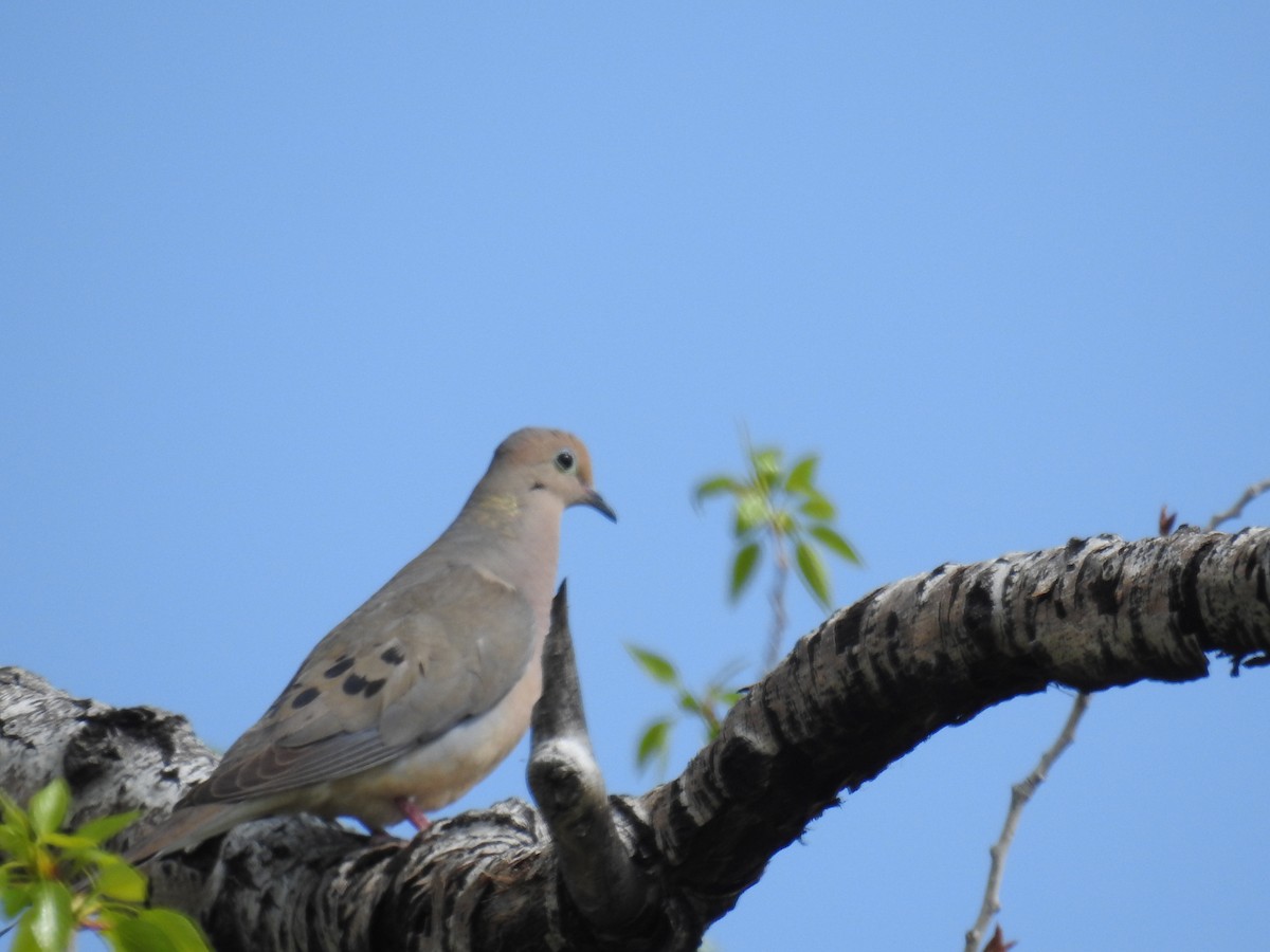 Mourning Dove - ML574878961